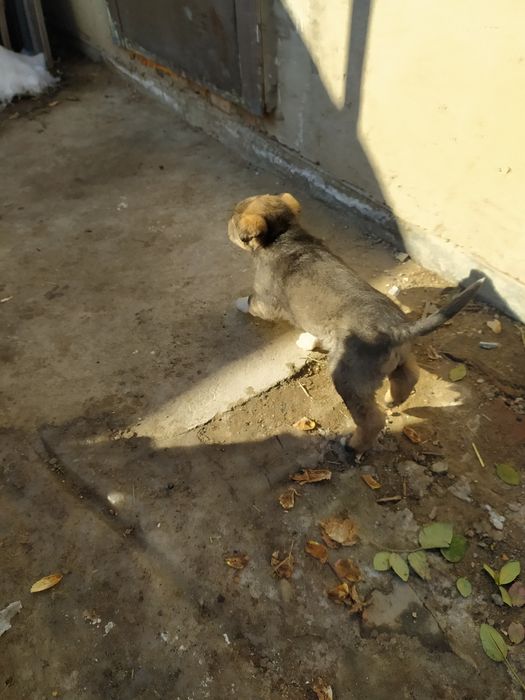 Отдам щенка девочку.