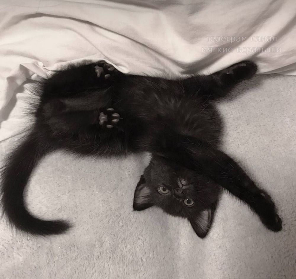 Котик Марсик ищет семью