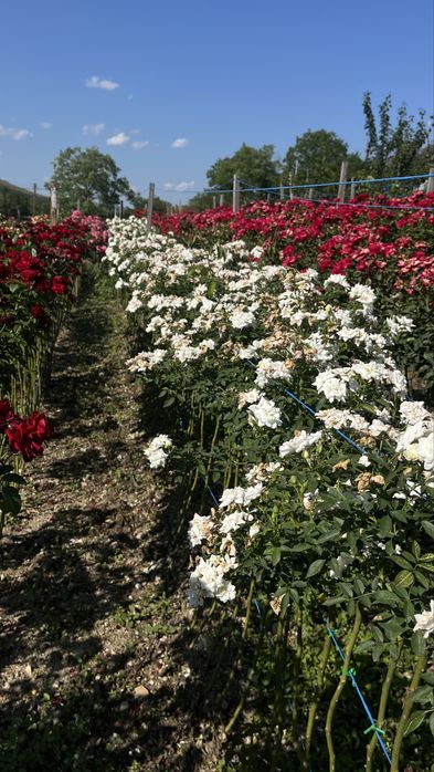 Trandafiri tip pomisor