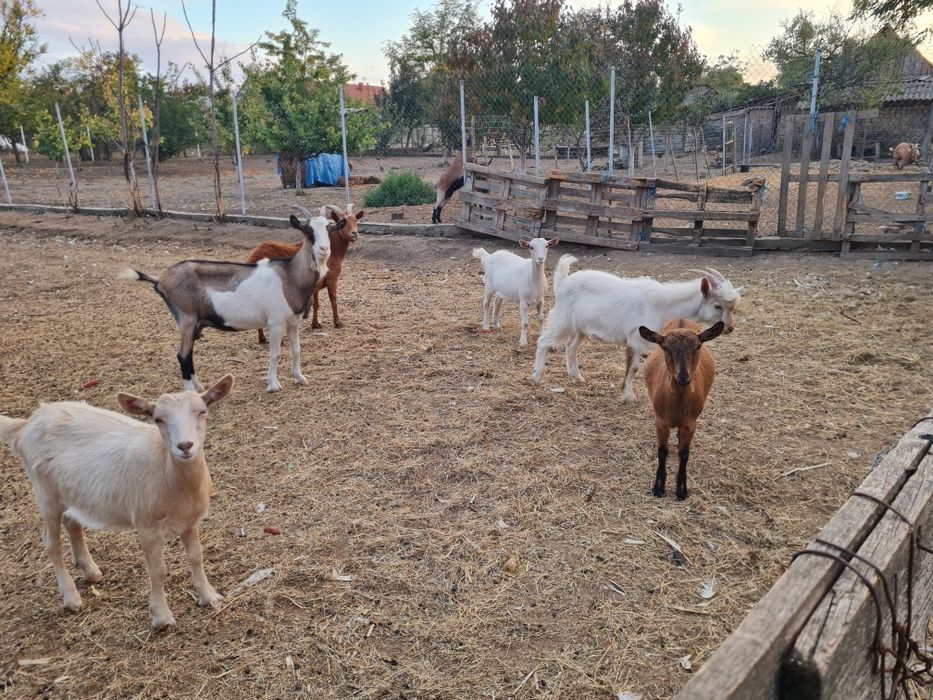 Vând capre gestante