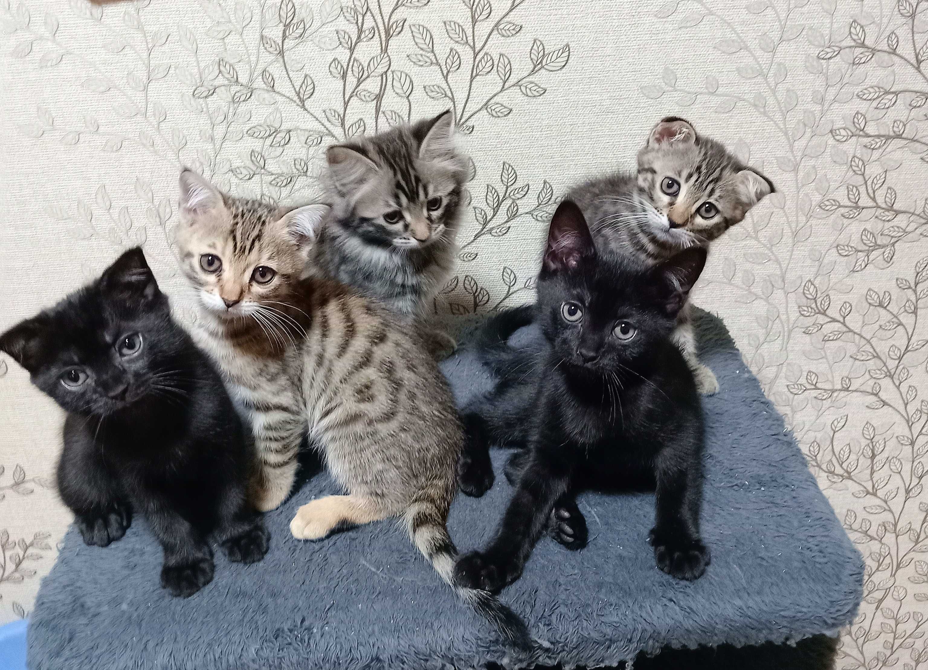 Бесплатно котята