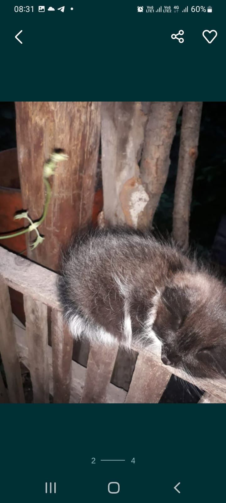 отдам котенка бесплатно