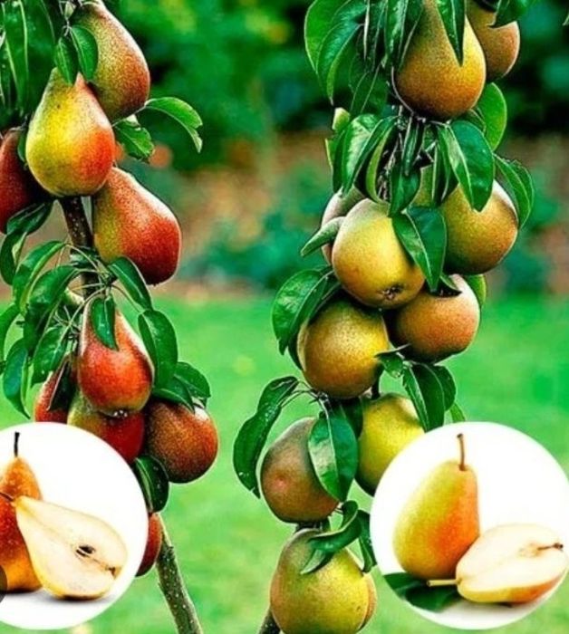 Pomi Fructiferi Duo (Păr )