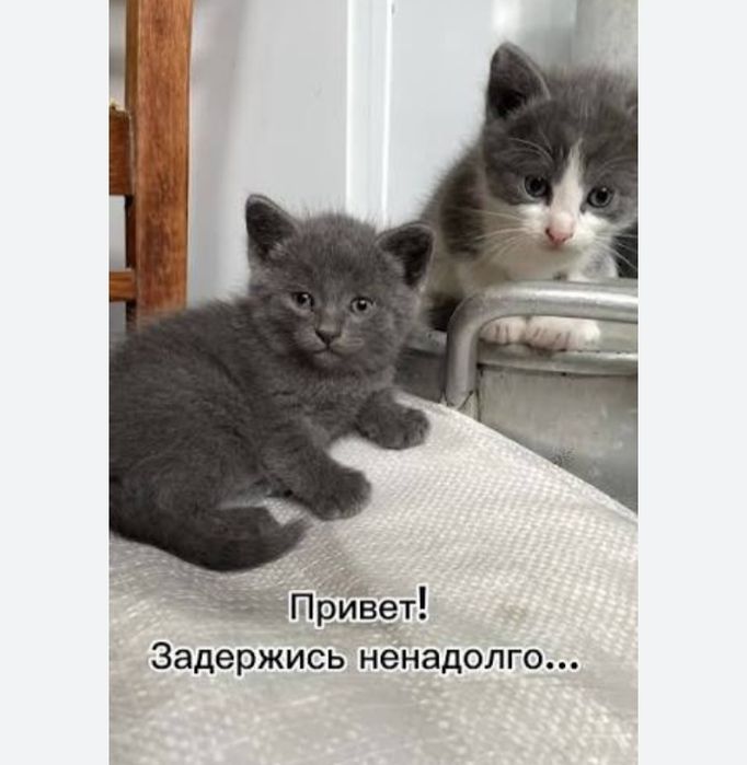 Отдаём бесплатно котят