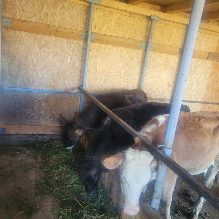 Vând vițele frumoase.