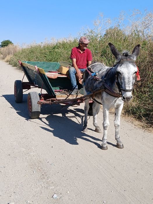 Vand magar cu tot cu căruță si ham