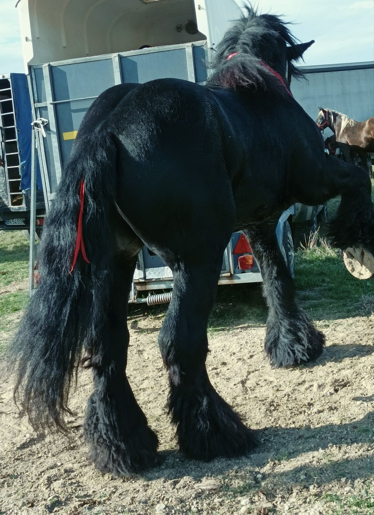 UGO, armăsar Belgian de montă