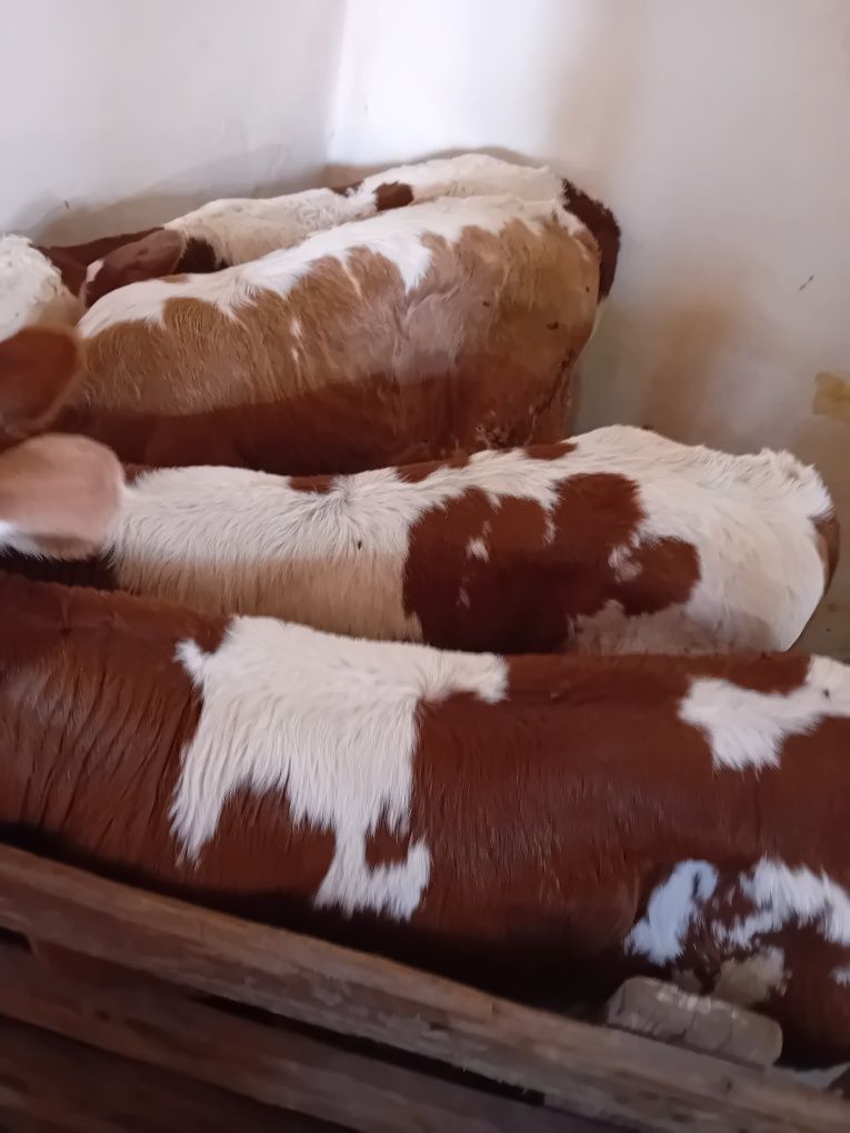 Taurasi și vitele baltati