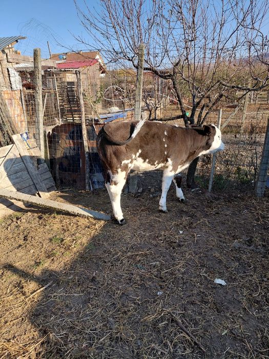 De  vânzare 2 vitele, una belga și una bălțată în vârstă de 4 luni