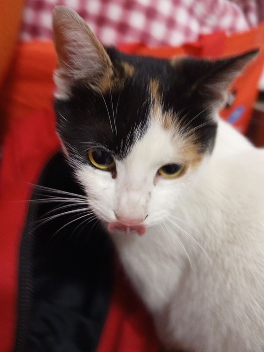 Pisica pentru adoptie