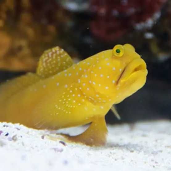 Peste apa sarata (Goby)  - Cryptocentrus cinctus