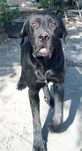 Donez cane corso femelă și mascul