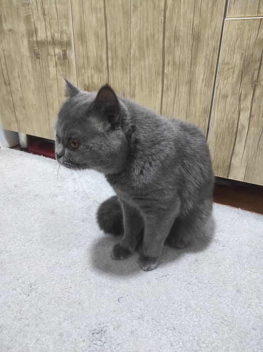 Приглашаем на вязку прекрасных кошек