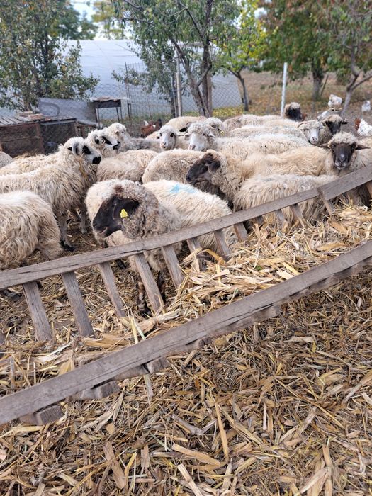 Vind 20 de oi reforme țurcane preț 250 buc neg.