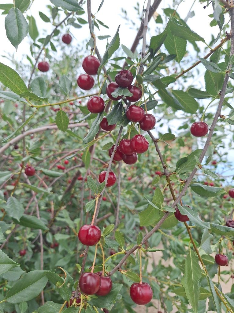 Продам вишню 450 тенге литр район восточный,