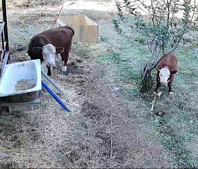 Герефорд герефорд gereford она бола