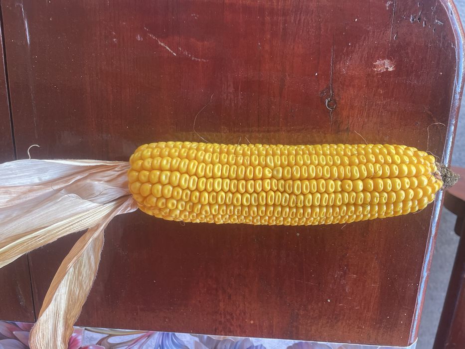 Floarea soarelui porumb boabe