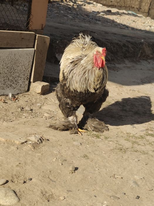 Brama xoroz sotiladi