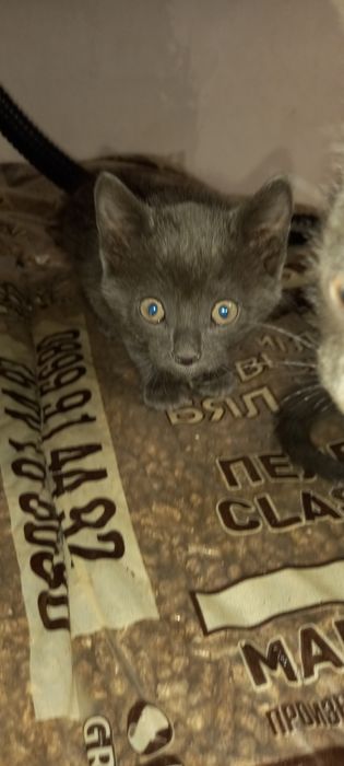 Подарявам много хубави котета!