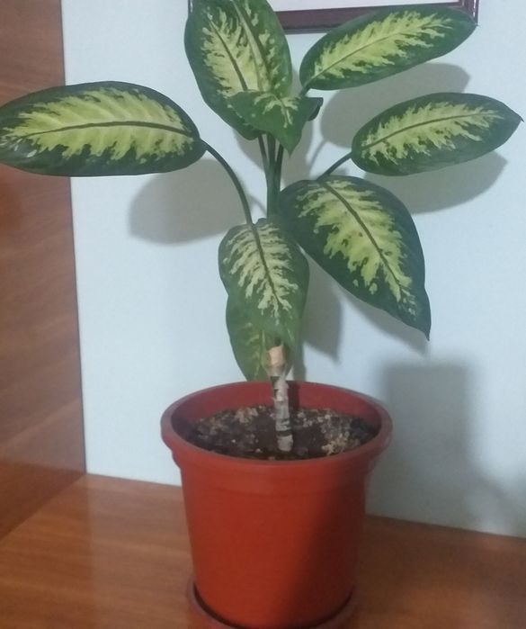 Flori diverse, ghiveci