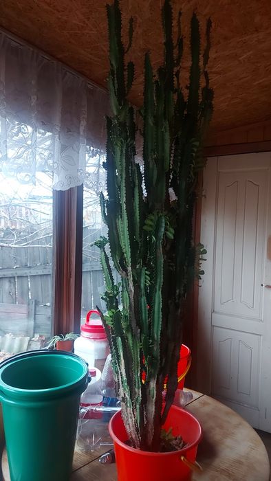 Продам кактус,высокий ,нужно пересадить в другой горшок и заменить зем