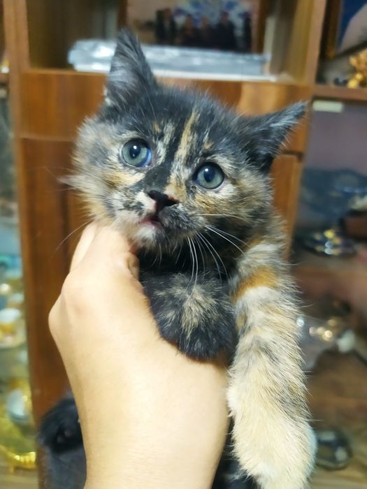 Кошка скотиш фолд