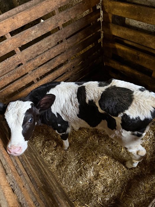 Продавам мъжки телета