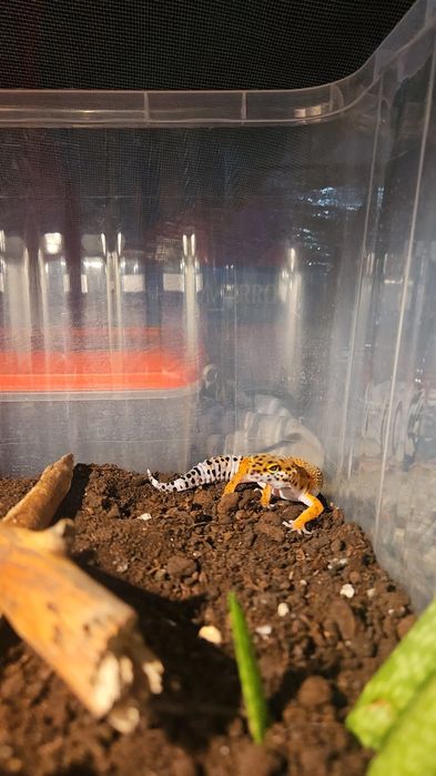 леопардовый гекко