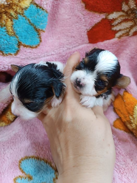 Щенки бивер йорка.резерв