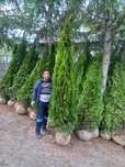 Vă oferim ce mai mare gamă de plante ornamentale după piață