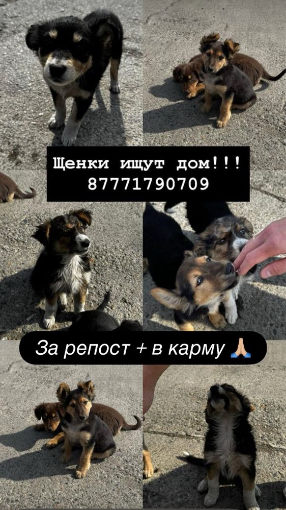 Щенята ищут дом очень умные и будут отличные охраники