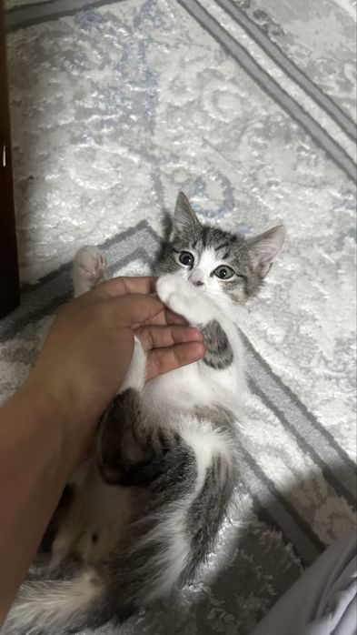 Котёнок отдам хароший руки