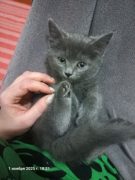 отдам  в добрые руки котенка