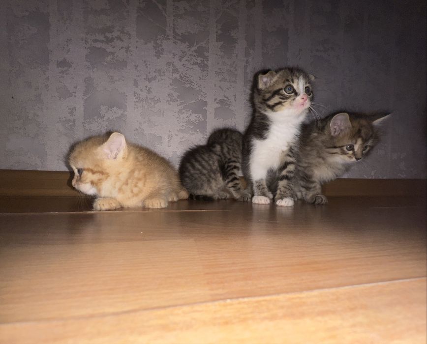 5 разнообразных и очень красивых котят