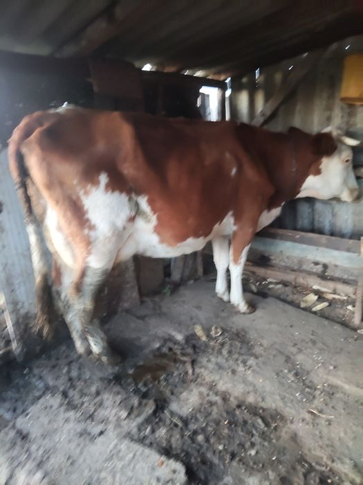 Vănd vacă bălțată românească