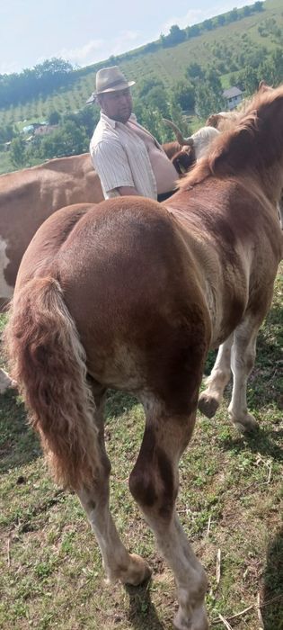 Mânz de șapte luni