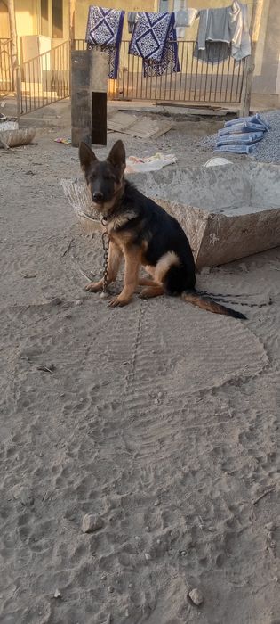 Немецки Овчарка сатылады ургашы 4аилык акылды аитканды истеп тур 60 мы