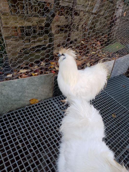 Oferta!Cocosi mătase japoneza!