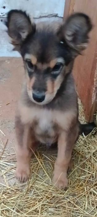 Ищем дом для мальчика