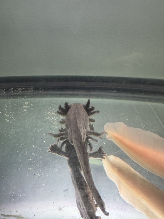Vand axolotl negru aprox 8 luni