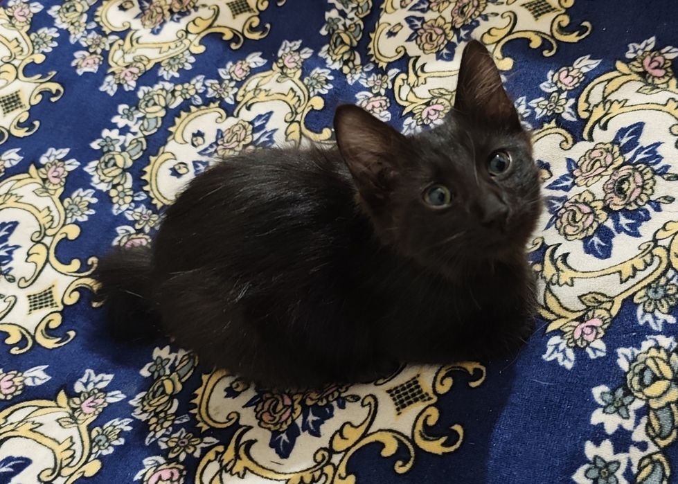 Mushuk bolasi. 3oylik bo'ladi