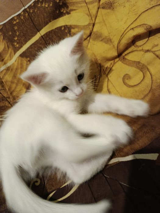 ,,Turk angora,,  jinsi ,,qiz,,