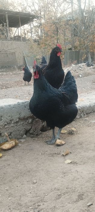 Jersi gigant sotladi