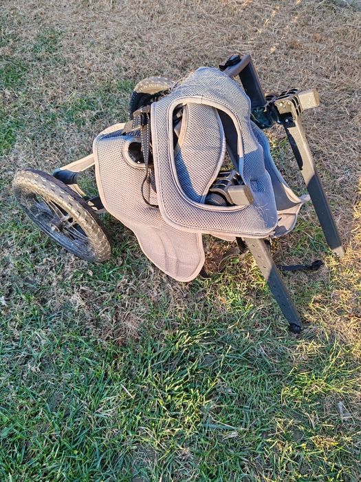 Carucior caine paralizat / handicapat