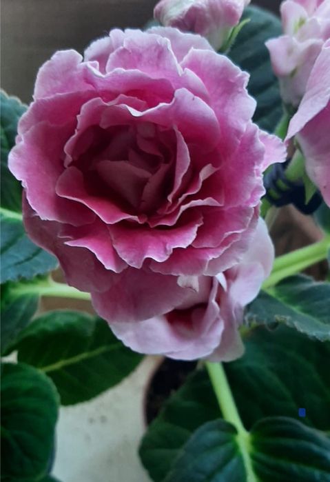 Глоксиния  глоксиния