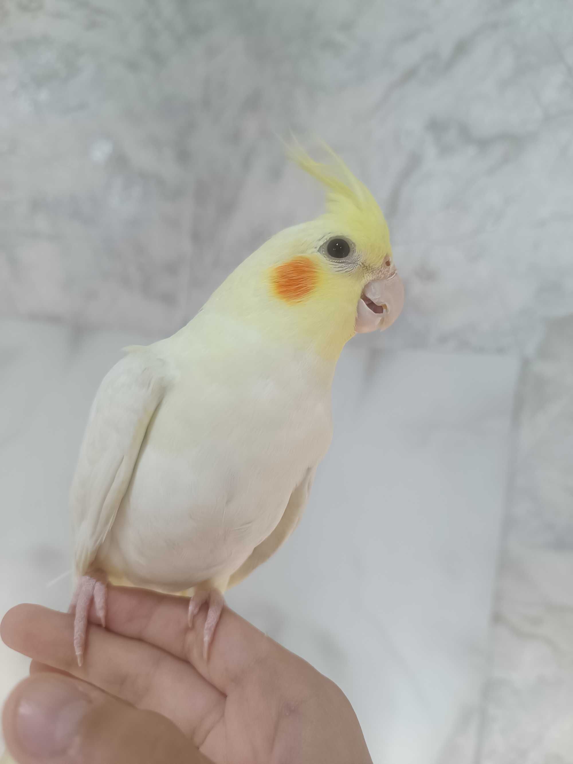 Продаются Ручной корела