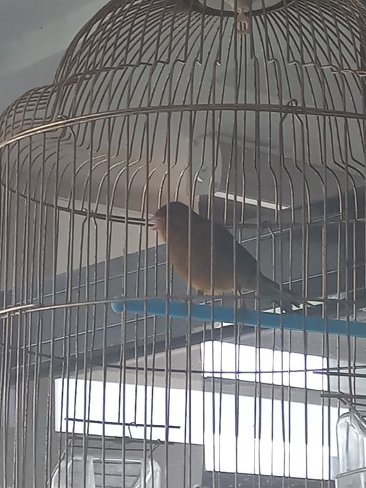 Канарейка сотилади