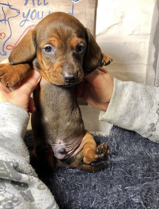 Teckel superb 1200 lei