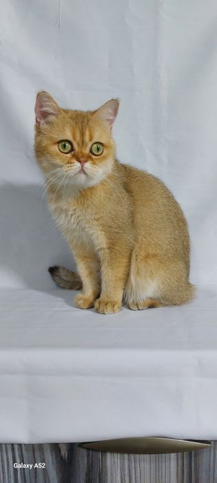 Продаётся  мальчик  очень  сладкий  и ласковый  породы  британский