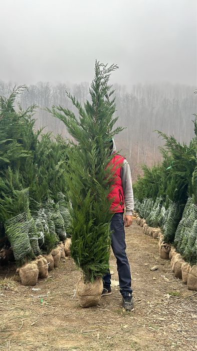 Leylandy la balot de pamnt 100 lei